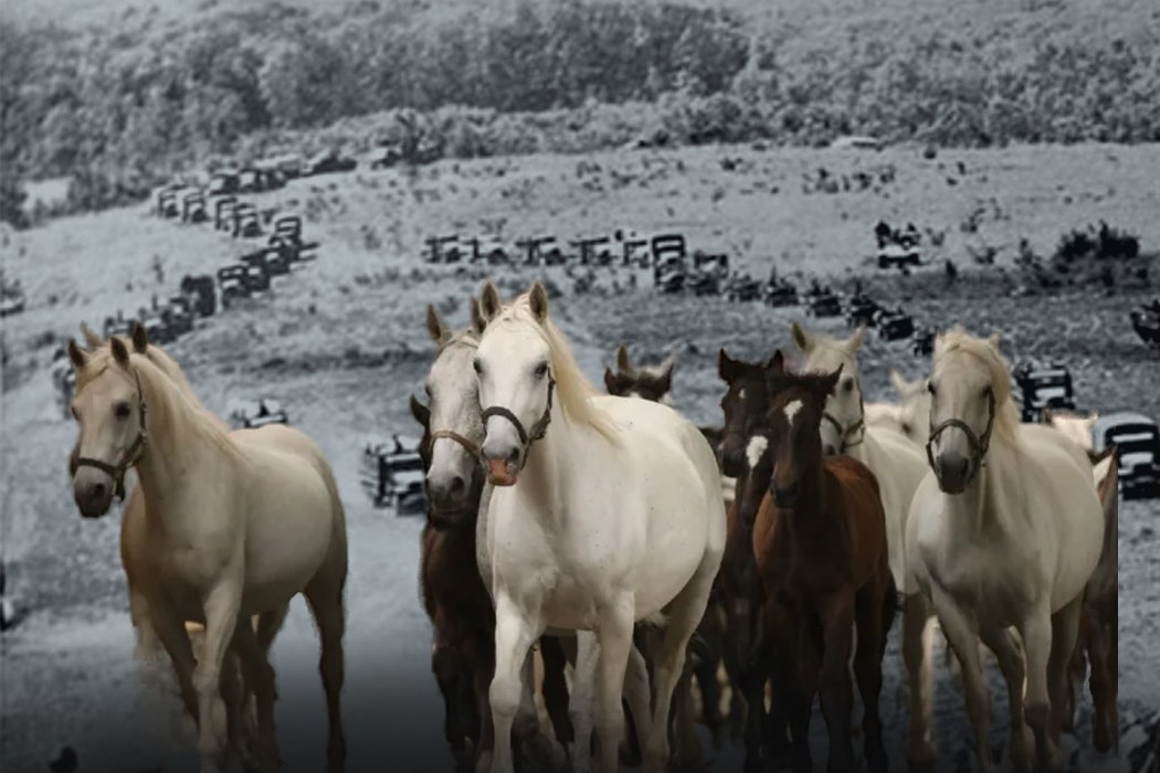 Lipizzaner in Farbe vor einer historischen Schwarzweiß-Aufnahme eines Militärkonvois von 1945